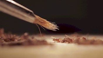 Otago Museum_BUGS_Genetics Otago_SG_1.jpg